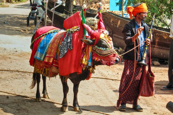 Decorated Cow Patnem