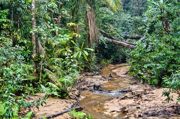 Bukit Timah Jungle