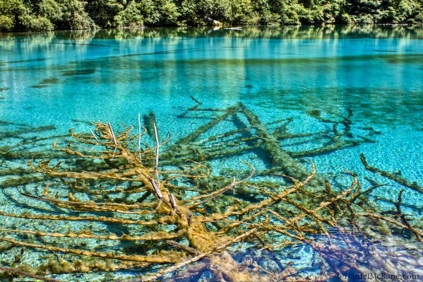 Submerged Tree Five Flower Lake