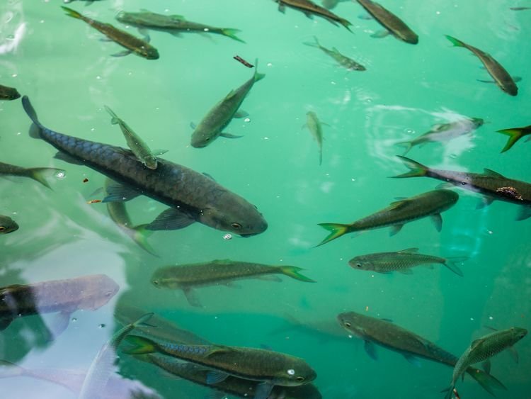 giant fish at erawan falls in kanchanaburi thailand