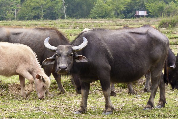 Water Buffalo in Muang Ngoi