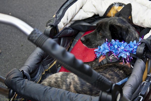 dog in baby carriage