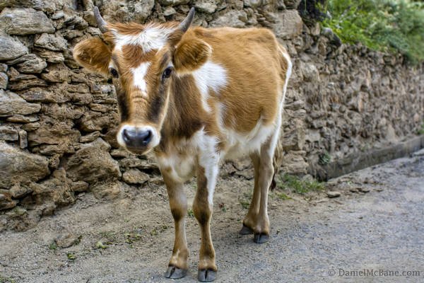 Cow on Road in Jiaju