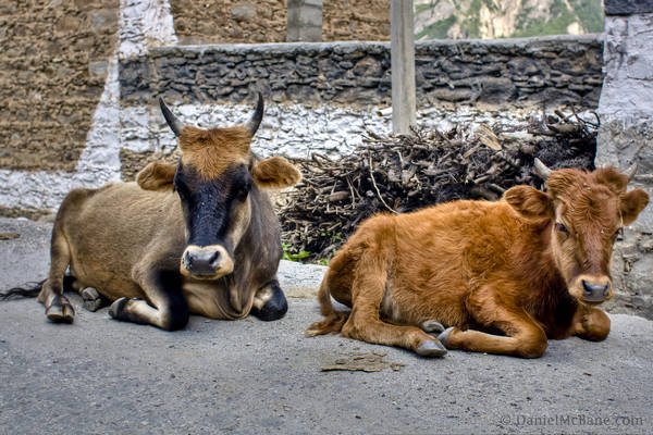 Cows Jiaju Village Danba