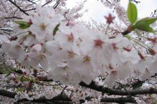 Hanami Maizuru Park