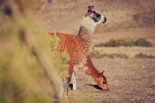 Two Headed Llama