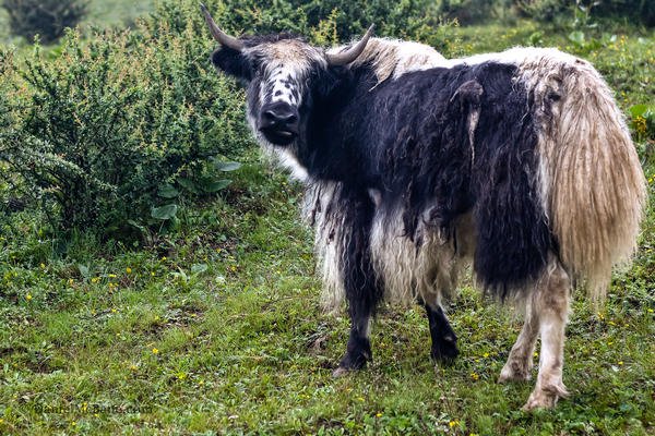 Shaggy yak on Yuelong Xueshan