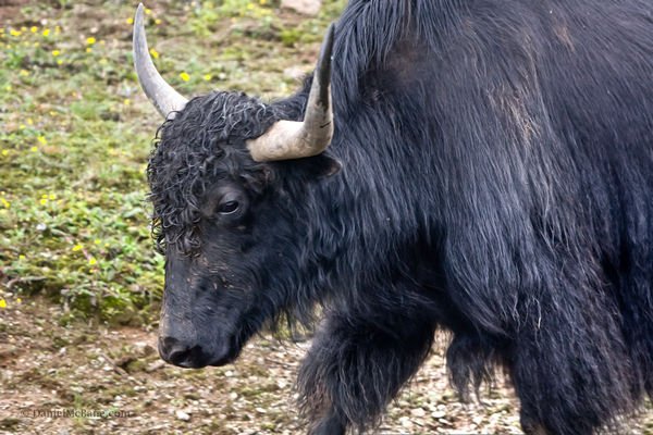 Yak on Jade Dragon Snow Mountain